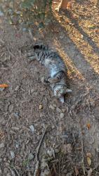 Found/Stray Male Cat last seen Haynes bridge, Johns Creek, GA 30022