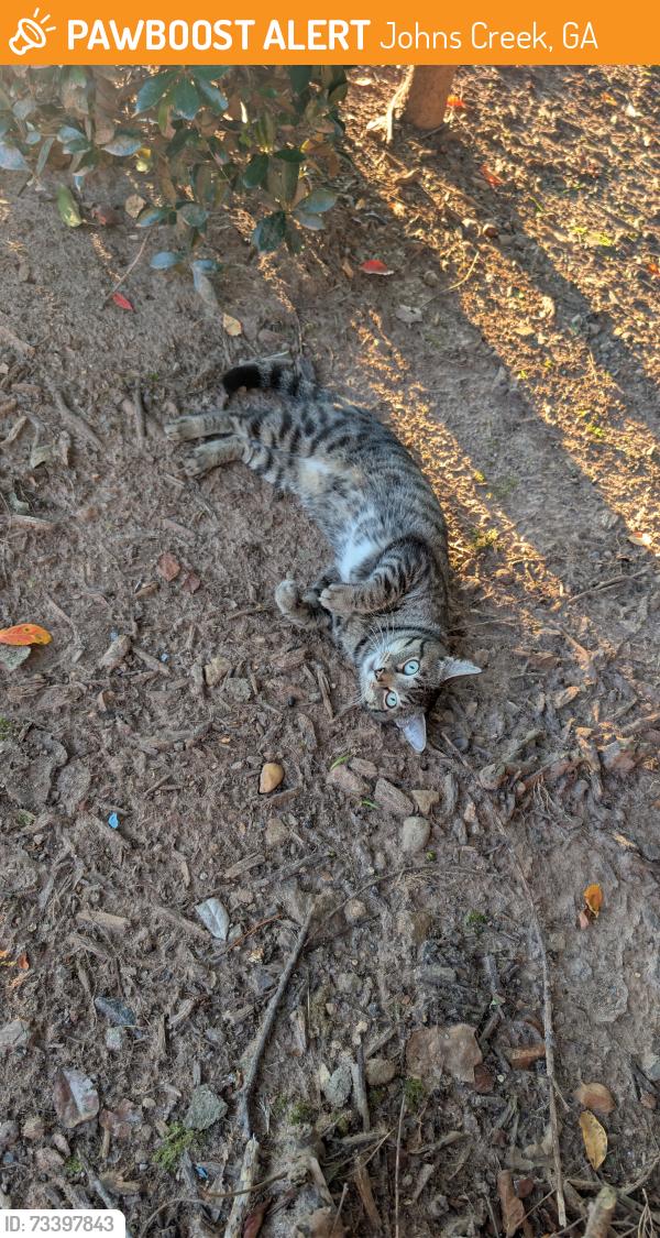 Found/Stray Male Cat last seen Haynes bridge, Johns Creek, GA 30022