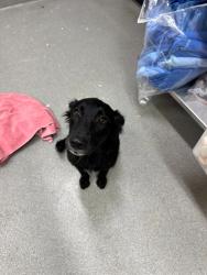 Shelter Stray Male Dog last seen , 5302 Stone St, Chattanooga, TN 37412, USA
