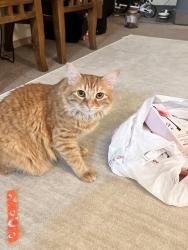 Lost Male Cat last seen Greens at Auburn office building, Auburn, AL 36830