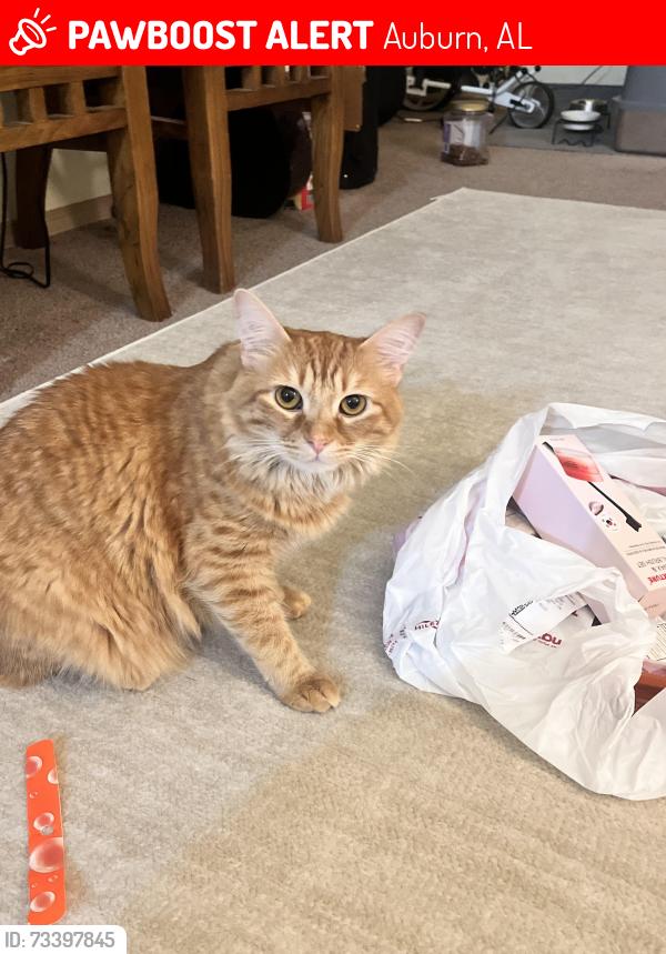 Lost Male Cat last seen Greens at Auburn office building, Auburn, AL 36830