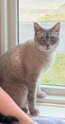 Lost Female Cat last seen Rolling Hills pkwy and Corral wy, Chaska, MN 55318