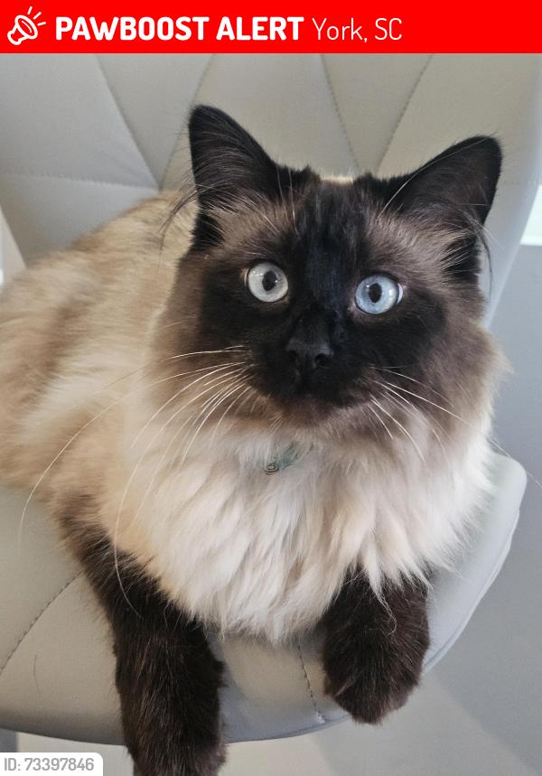 Lost Male Cat last seen McFarland ests, York, SC 29745