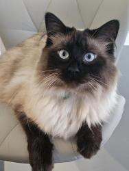 Lost Male Cat last seen McFarland ests, York, SC 29745