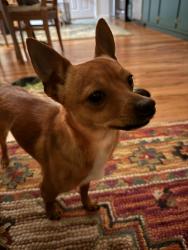 Found/Stray Male Dog last seen Near centipede lane off chimney rock road, Hendersonville, NC 28792