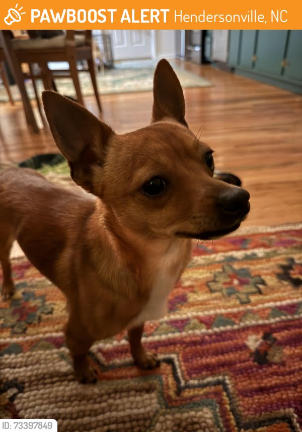 Found/Stray Male Dog last seen Near centipede lane off chimney rock road, Hendersonville, NC 28792