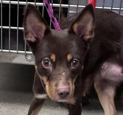 Shelter Stray Female Dog last seen , 4000 N Silverbell Rd, Tucson, AZ 85745, USA