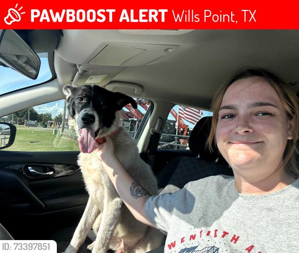 Lost Male Dog last seen 64/80, Wills Point, TX 75169
