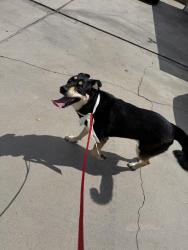 Reunited Female Dog last seen Howard ave. & Noel, Los Alamitos, CA 90720