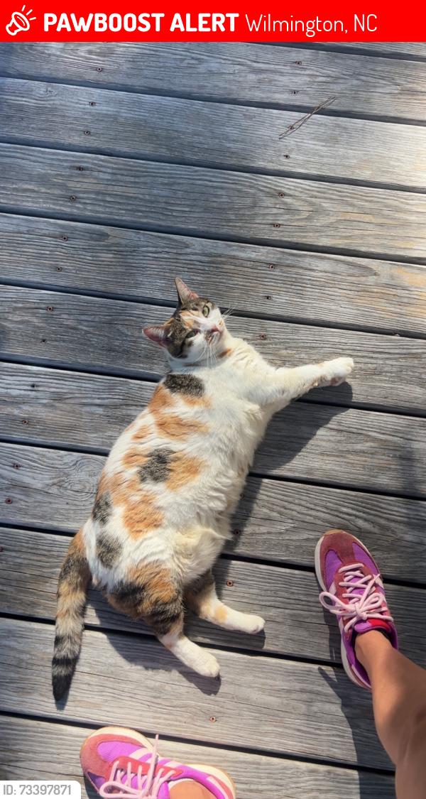 Lost Female Cat last seen Near Yarmouth Way, Wilmington, NC 28409