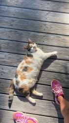 Lost Female Cat last seen Near Yarmouth Way, Wilmington, NC 28409