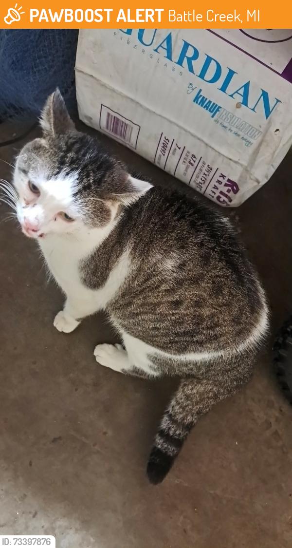 Found/Stray Male Cat last seen Bailey Park, Battle Creek, MI 49017