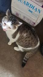 Found/Stray Male Cat last seen Bailey Park, Battle Creek, MI 49017