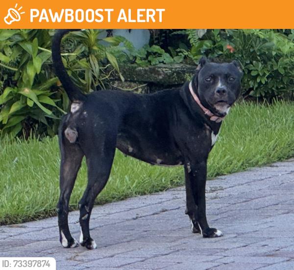 Found/Stray Female Dog last seen Lurais Dr and Jacques Way, Palm Beach County, FL 33463