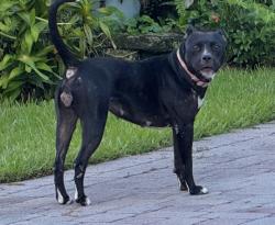 Found/Stray Female Dog last seen Lurais Dr and Jacques Way, Palm Beach County, FL 33463