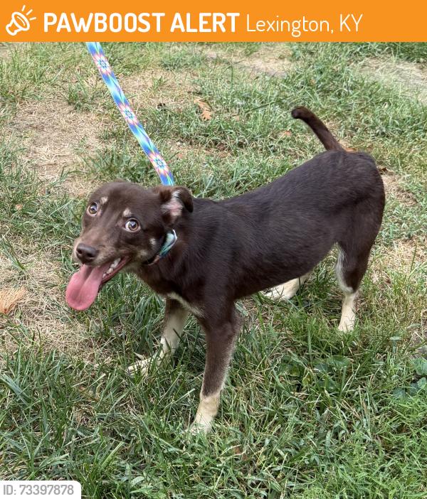 Found/Stray Male Dog last seen Lakeshore and Bixby, Lexington, KY 40502