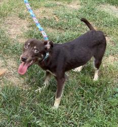 Found/Stray Male Dog last seen Lakeshore and Bixby, Lexington, KY 40502