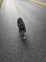 Found/Stray Unknown Cat last seen Gibbs, Lowelltown, Old Dresden rds, Wiscasset, ME 04578