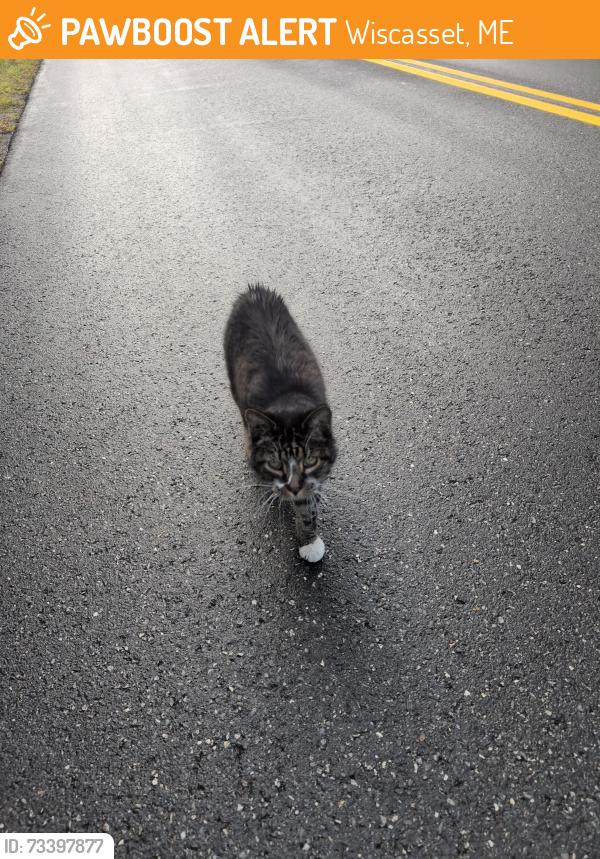 Found/Stray Unknown Cat last seen Gibbs, Lowelltown, Old Dresden rds, Wiscasset, ME 04578
