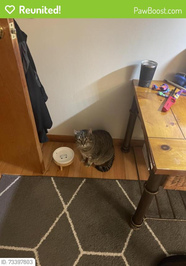 Reunited Female Cat last seen Fayette Street & Summer Street, Watertown, MA 02472