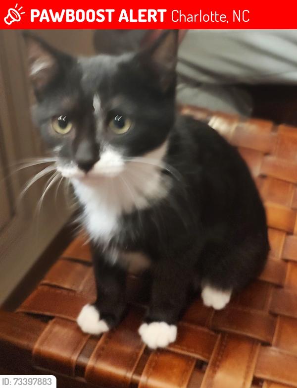 Lost Male Cat last seen Near meadow bottom road ardrey charlotte, Charlotte, NC 28277