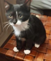 Lost Male Cat last seen Near meadow bottom road ardrey charlotte, Charlotte, NC 28277