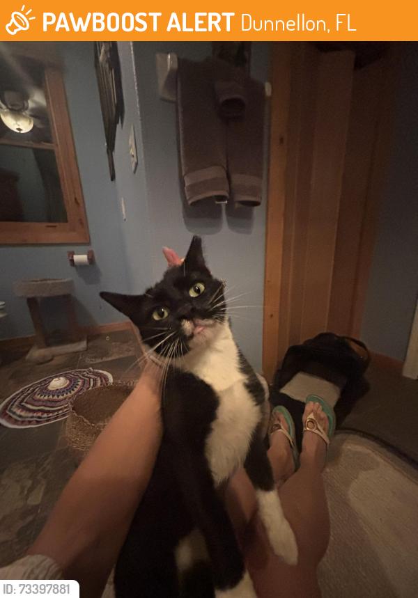 Found/Stray Female Cat last seen Rainbow springs state park off of 41, Dunnellon, FL 34432