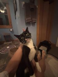 Found/Stray Female Cat last seen Rainbow springs state park off of 41, Dunnellon, FL 34432