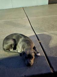 Found/Stray Unknown Dog last seen 2nd Street between Griegos and Montano, Albuquerque, NM 87107