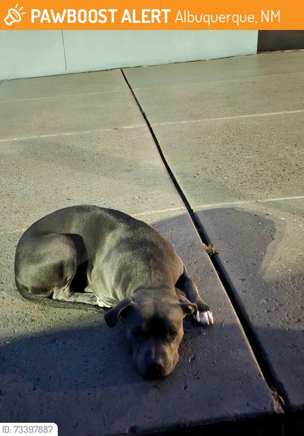 Found/Stray Unknown Dog last seen 2nd Street between Griegos and Montano, Albuquerque, NM 87107