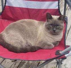Reunited Male Cat last seen 5th and Elm, Roanoke, VA 24016