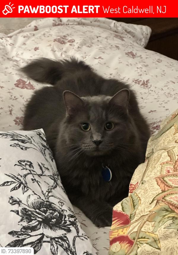 Lost Male Cat last seen Kanouse Place and Bloomfield Avenue, West Caldwell, NJ 07006