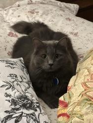 Lost Male Cat last seen Kanouse Place and Bloomfield Avenue, West Caldwell, NJ 07006