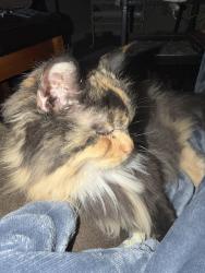Reunited Female Cat last seen Sunburst Way, Citrus Heights, CA 95621