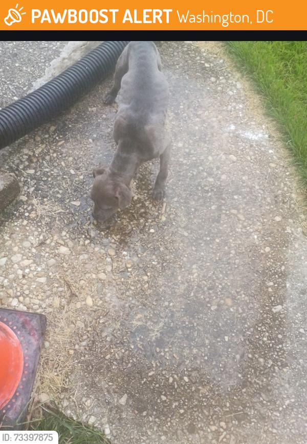 Found/Stray Female Dog last seen Hillcrest Recreational Center, Washington, DC 20020