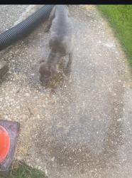 Found/Stray Female Dog last seen Hillcrest Recreational Center, Washington, DC 20020