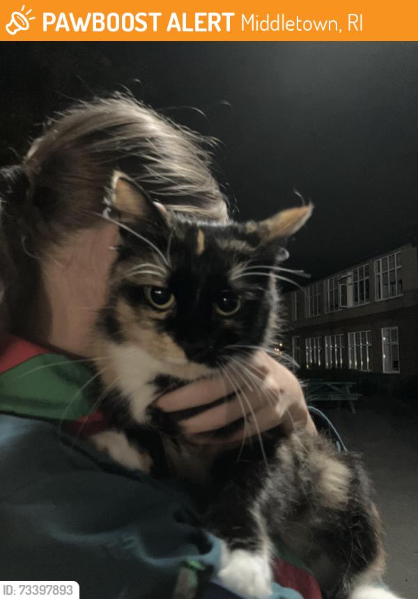 Found/Stray Female Cat last seen St George’s School grounds, AL5 4TD, Middletown, RI 02842