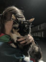 Found/Stray Female Cat last seen St George’s School grounds, AL5 4TD, Middletown, RI 02842