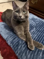 Lost Male Cat last seen Silverwood Trail and Paluxy Drive, Fort Worth, TX 76244
