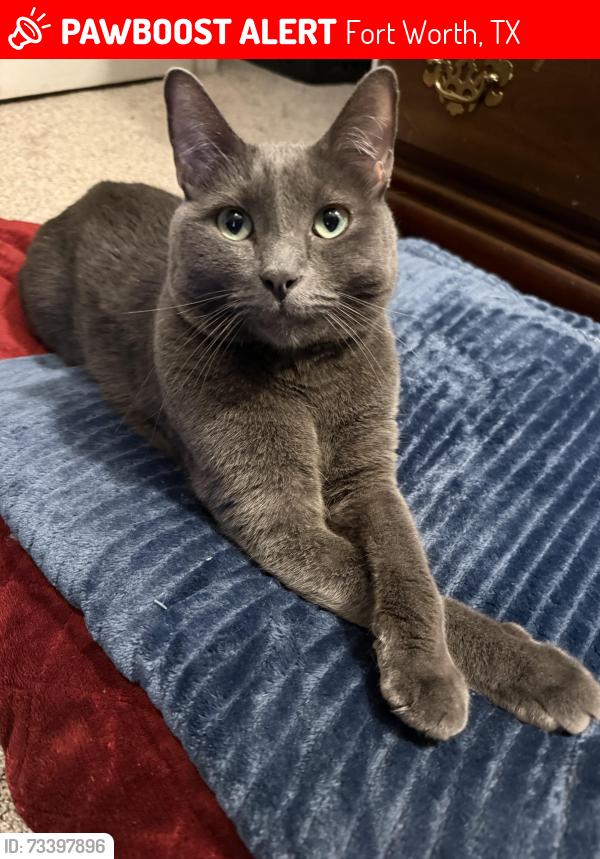 Lost Male Cat last seen Silverwood Trail and Paluxy Drive, Fort Worth, TX 76244
