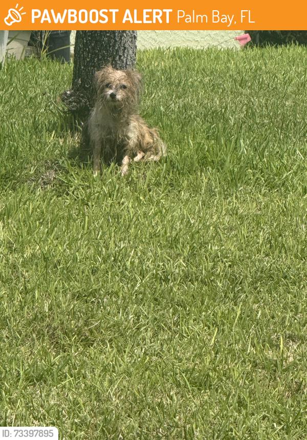 Found/Stray Female Dog last seen Apton Ln SE, Palm Bay, FL, Palm Bay, FL 32909