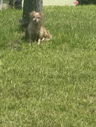 Found/Stray Female Dog last seen Apton Ln SE, Palm Bay, FL, Palm Bay, FL 32909