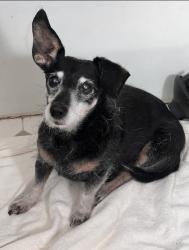 Reunited Male Dog last seen Castlebridge and Oakengate in Salisbury neighborhood, Midlothian, VA 23113