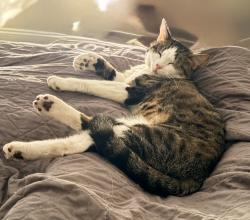 Reunited Male Cat last seen Marshall Road, Vienna, VA 22180