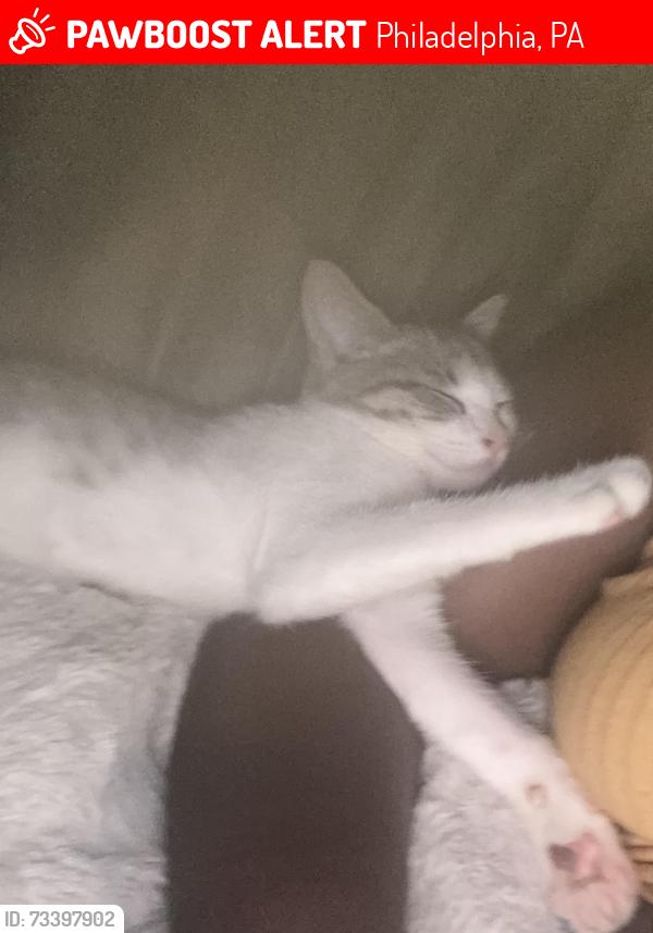Lost Female Cat last seen Felton st and Lansdowne ave, Philadelphia, PA 19151