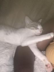 Lost Female Cat last seen Felton st and Lansdowne ave, Philadelphia, PA 19151