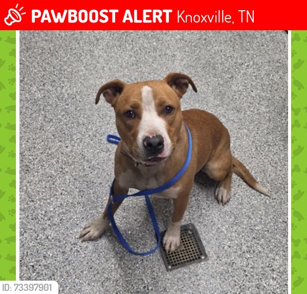 Lost Male Dog last seen Hudson Materials, Knoxville, TN 37917