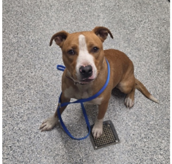 Lost Male Dog last seen Hudson Materials, Knoxville, TN 37917