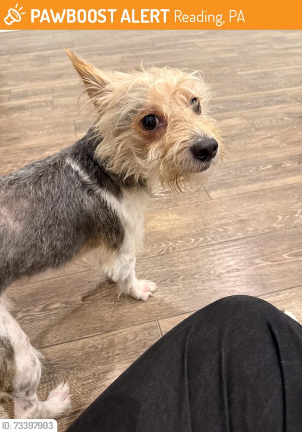 Found/Stray Male Dog last seen 5th and Windsor, Reading, PA 19601