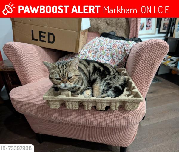 Lost Female Cat last seen Near Madison Heights Blvd, Markham, ON L6C 2E3